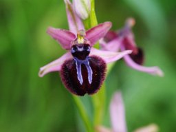 Ophrys_sipontensis_Ruggiano_2
